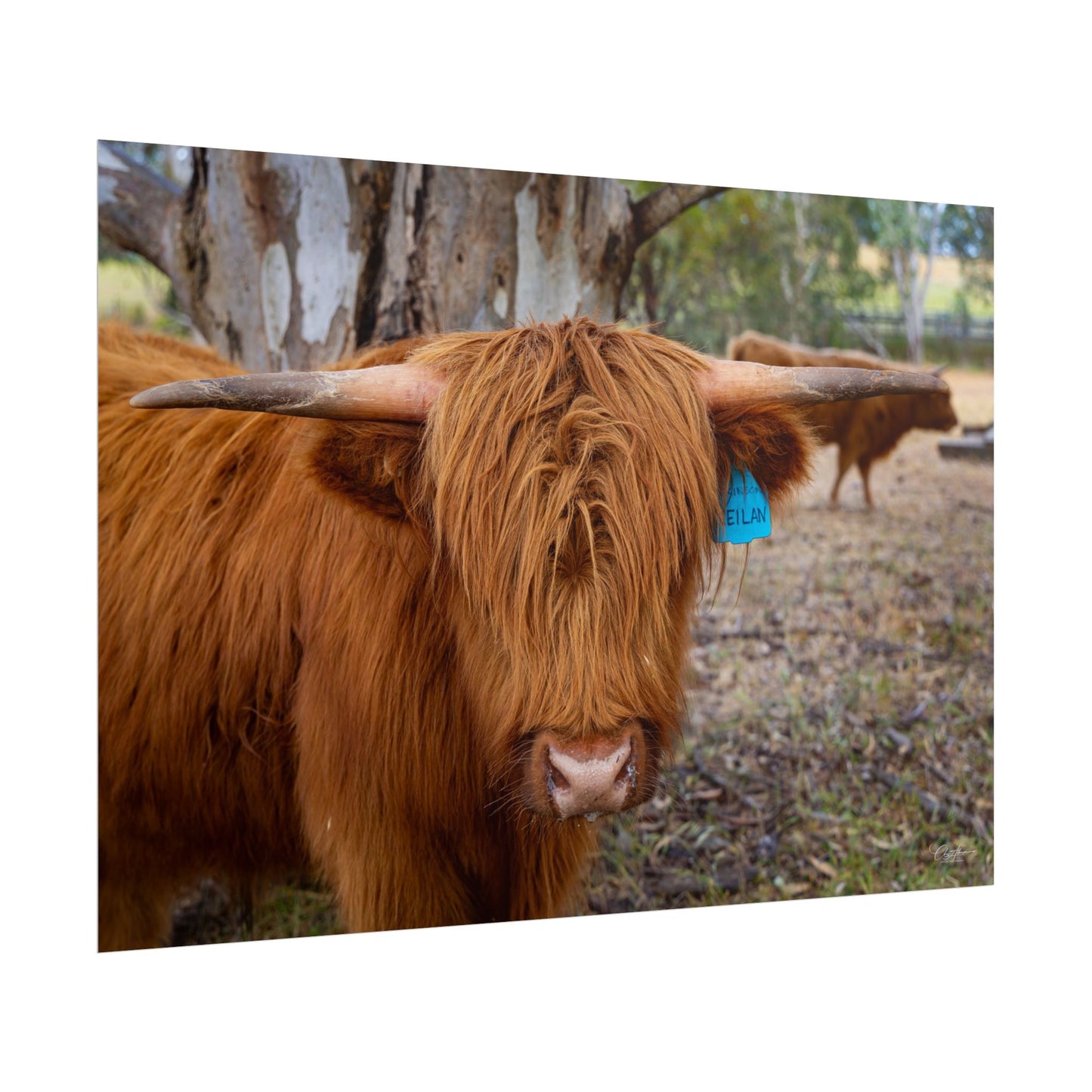 Rolled Posters - Scottish Highland Cattle