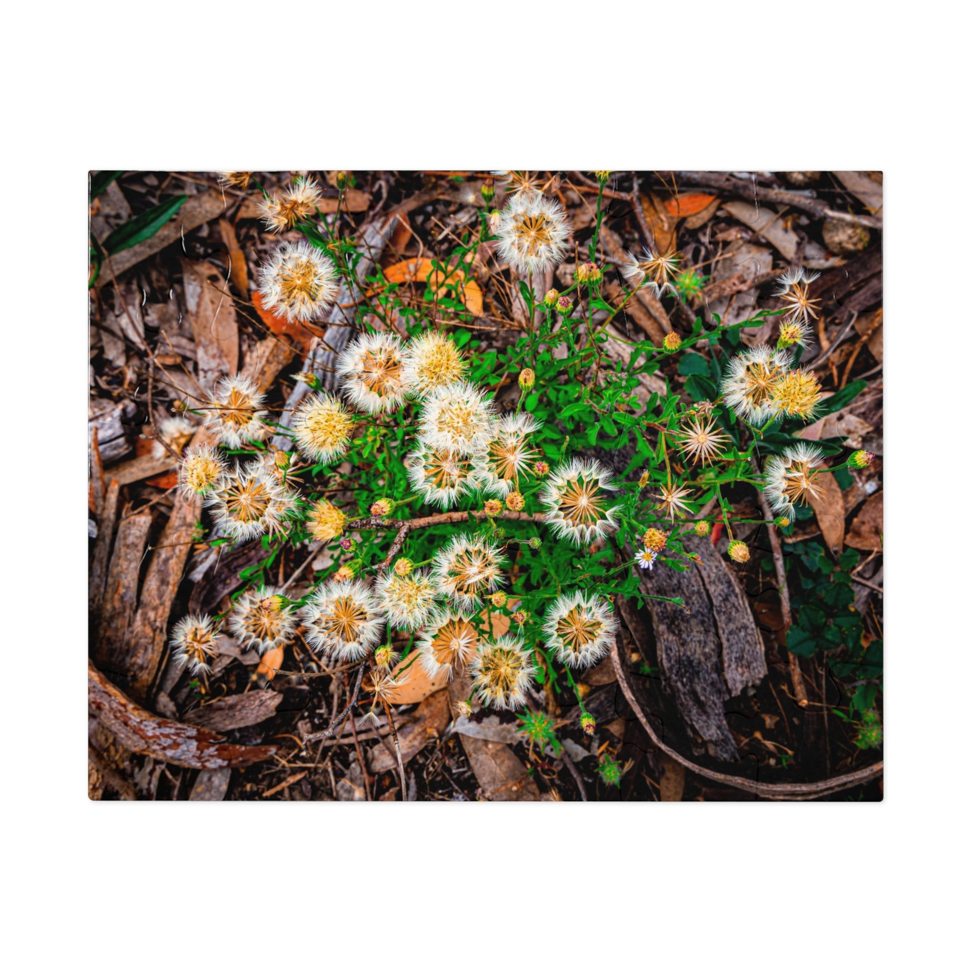 Australian Wildflower Jigsaw Puzzle 2000 piece 10" × 8" (30 pcs)