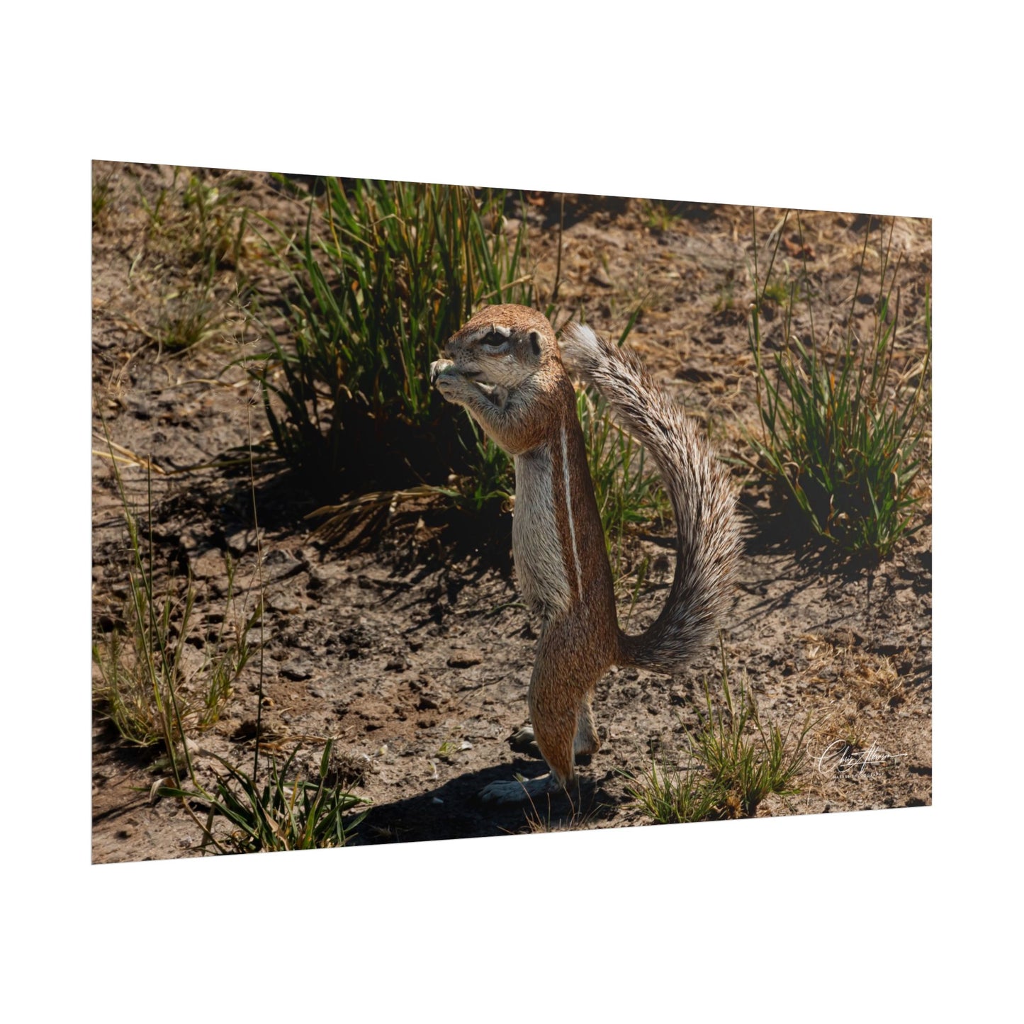 Rolled Posters - Ground Squirrel