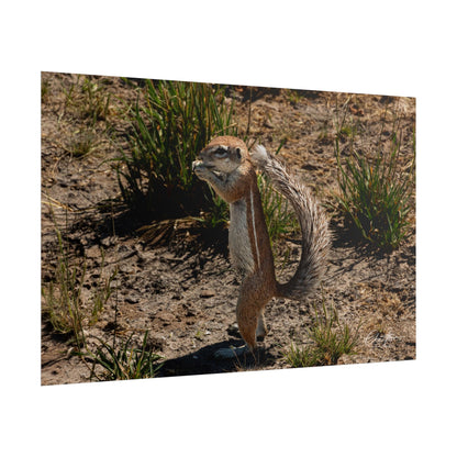 Rolled Posters - Ground Squirrel