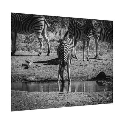 Rolled Posters - Zebra at Waterhole B&W