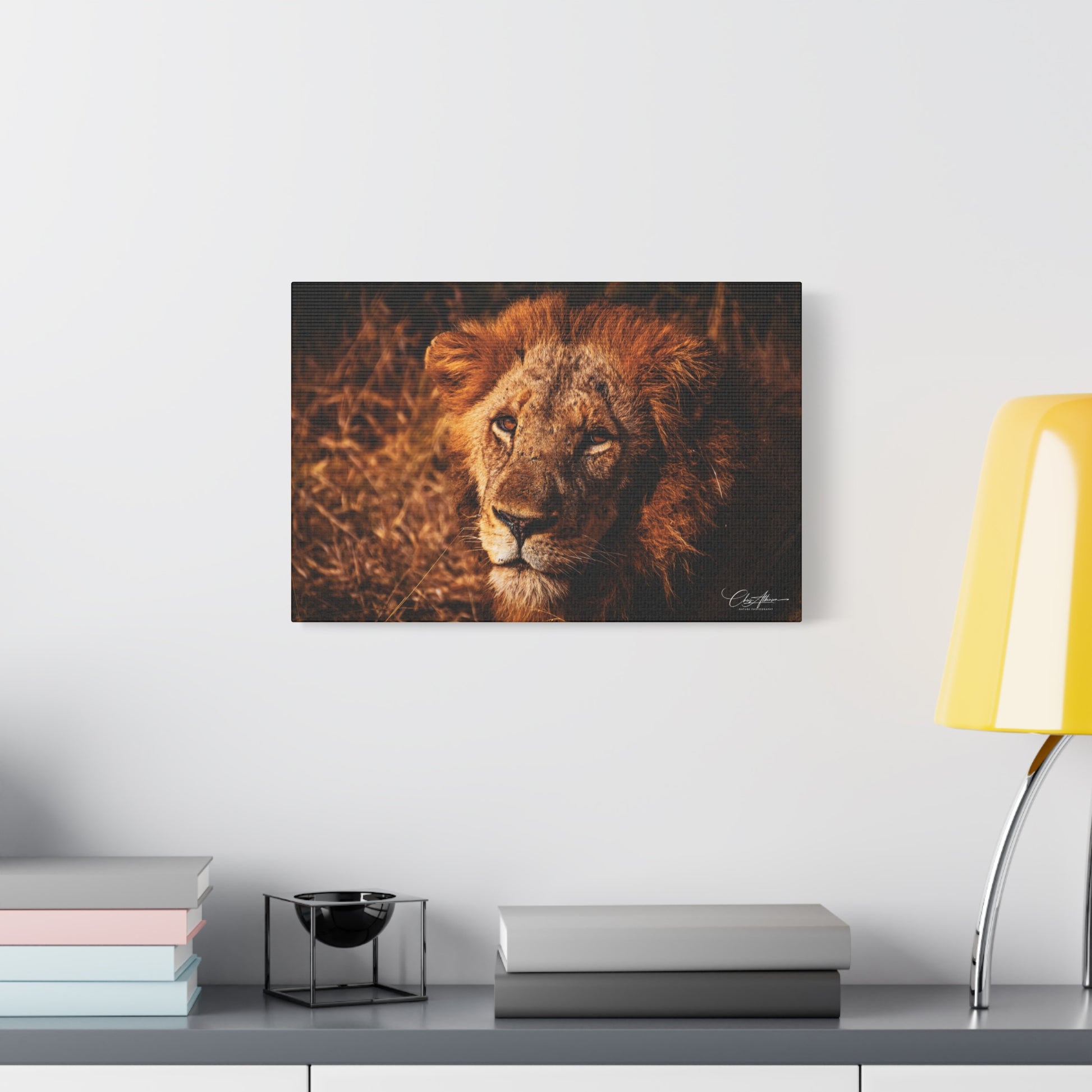 Old Lion Canvas Print