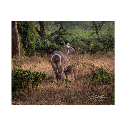 Rolled Posters - Waterbuck and Baby