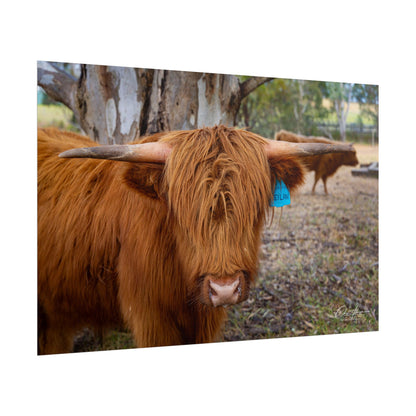 Rolled Posters - Scottish Highland Cattle