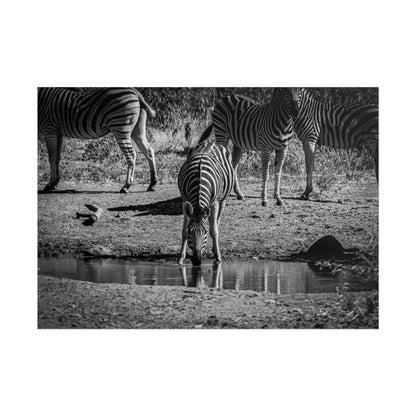 Rolled Posters - Zebra at Waterhole B&W