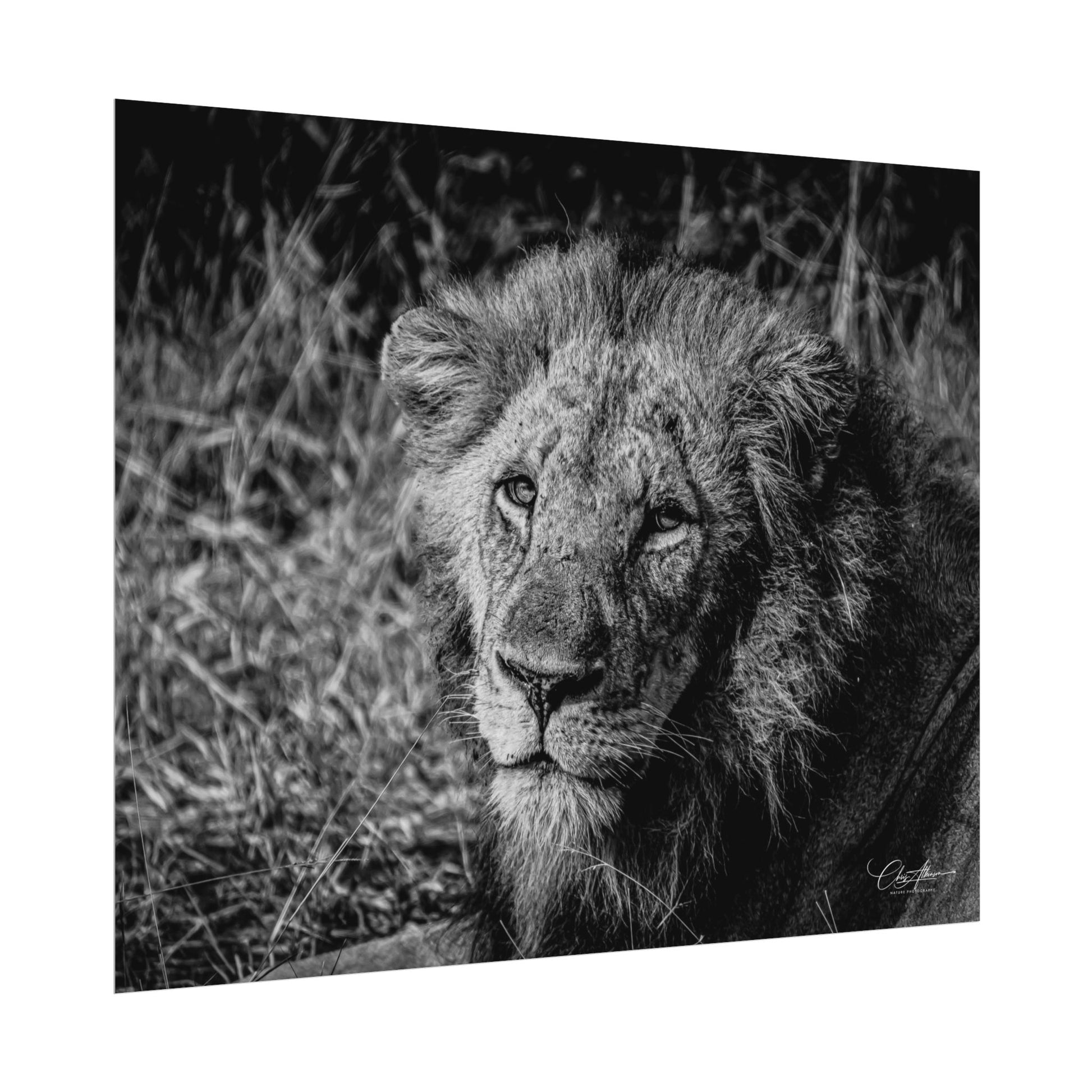 Rolled Posters - Old Lion B&W