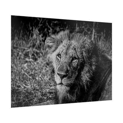 Rolled Posters - Old Lion B&W