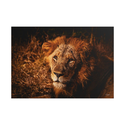 Rolled Posters - Old Lion 40" x 28" (Horizontal) Matte