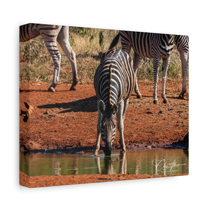 Matte Canvas, Stretched, 1.25" - Zebra at Waterhole