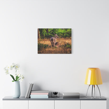 Waterbuck Nature Prints Matte Canvas