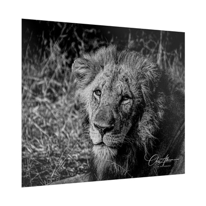 Rolled Posters - Old Lion B&W