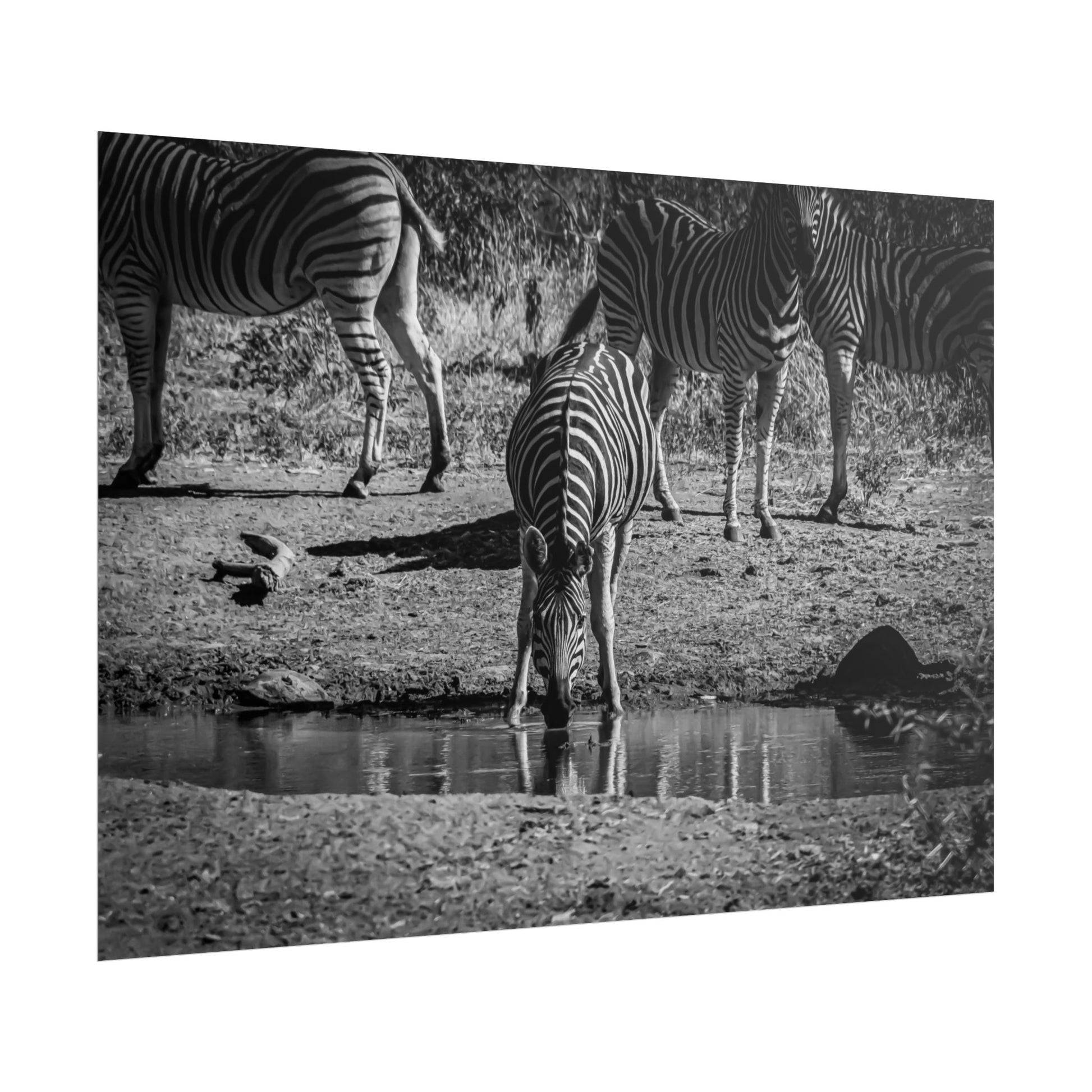 Rolled Posters - Zebra at Waterhole B&W