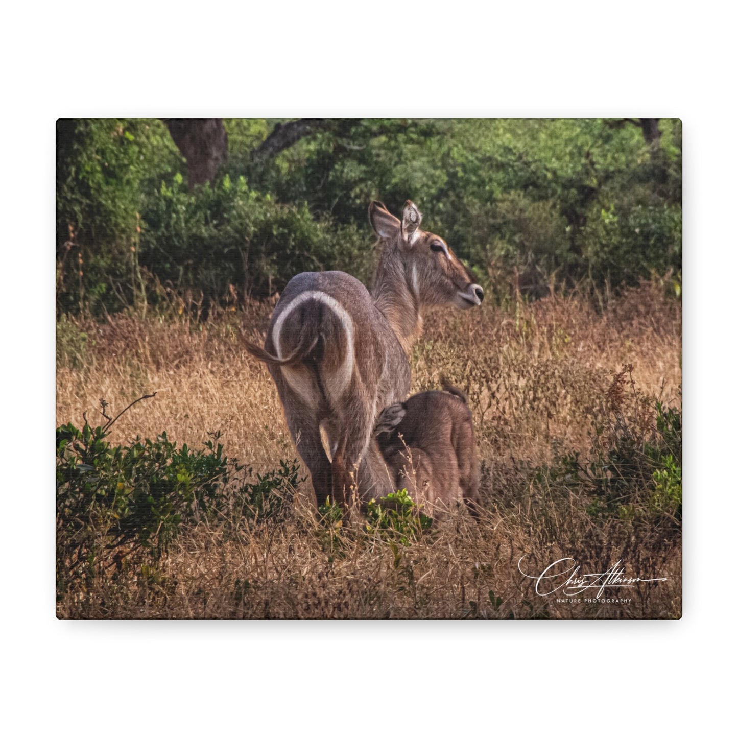 Matte Canvas, Stretched, 1.25" - Waterbuck and Baby