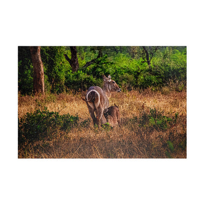 Waterbuck Photo Jigsaw Puzzle