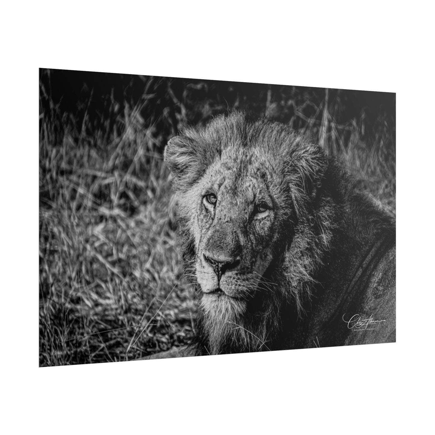 Rolled Posters - Old Lion B&W