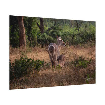 Rolled Posters - Waterbuck and Baby