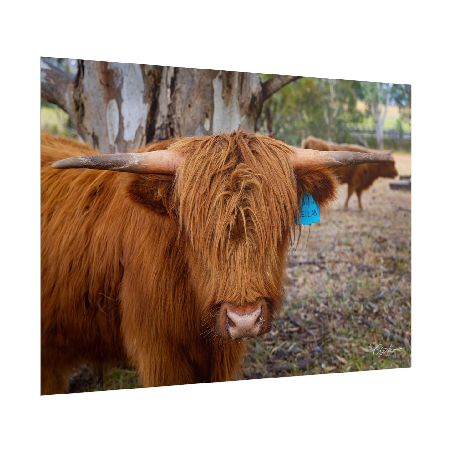 Rolled Posters - Scottish Highland Cattle