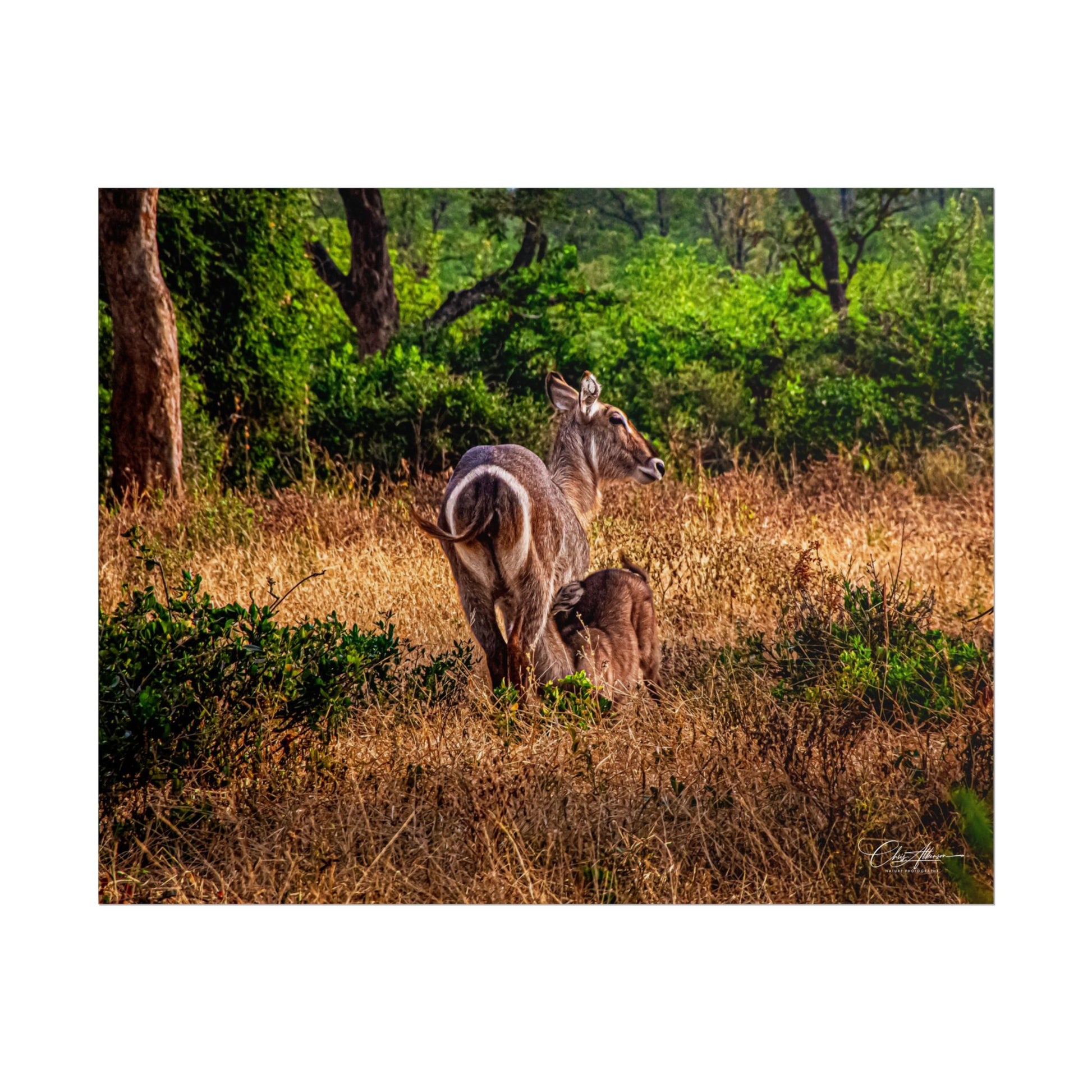 Rolled Posters - Waterbuck and Baby