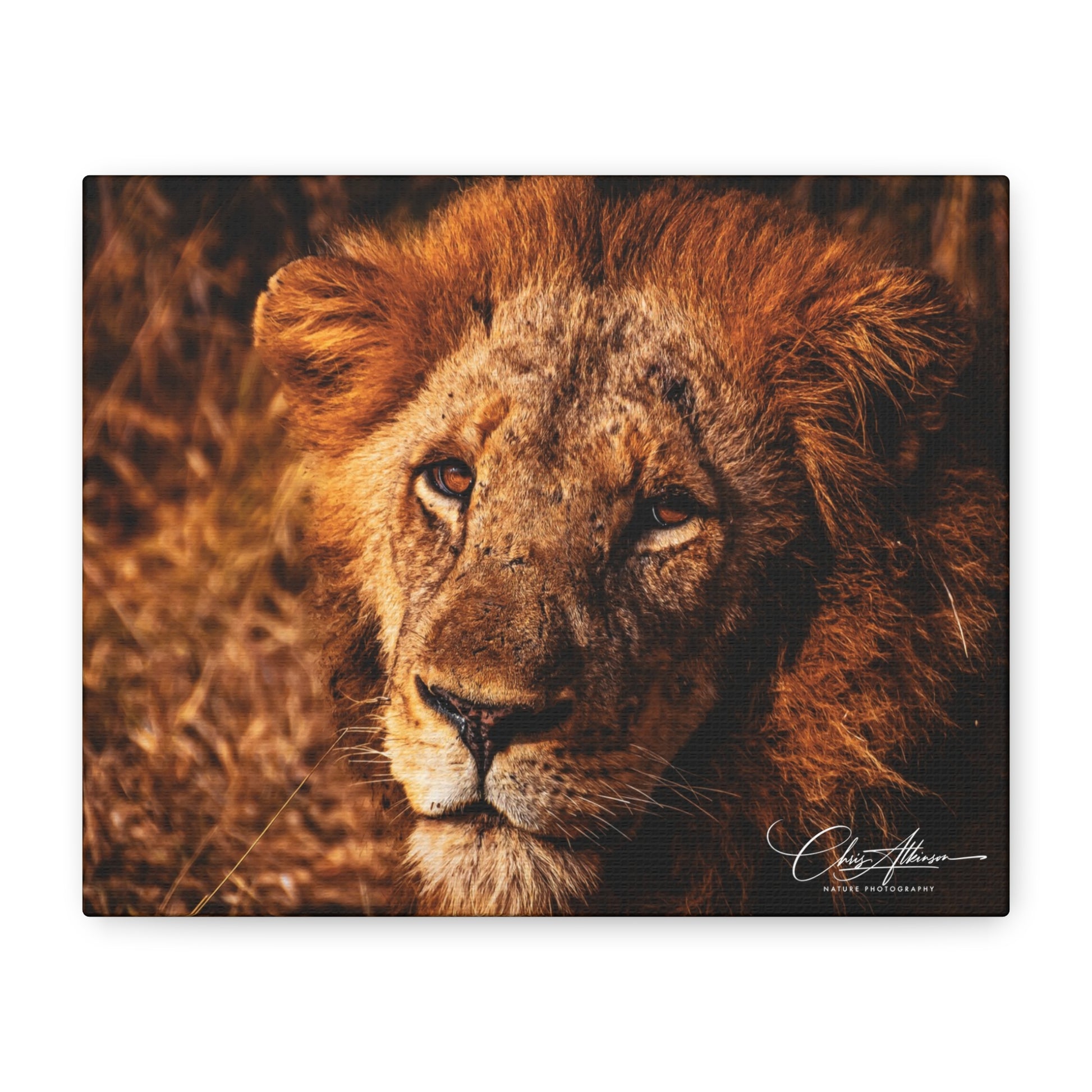 Old Lion Canvas Print 10" x 8" (Horizontal) 1.25"