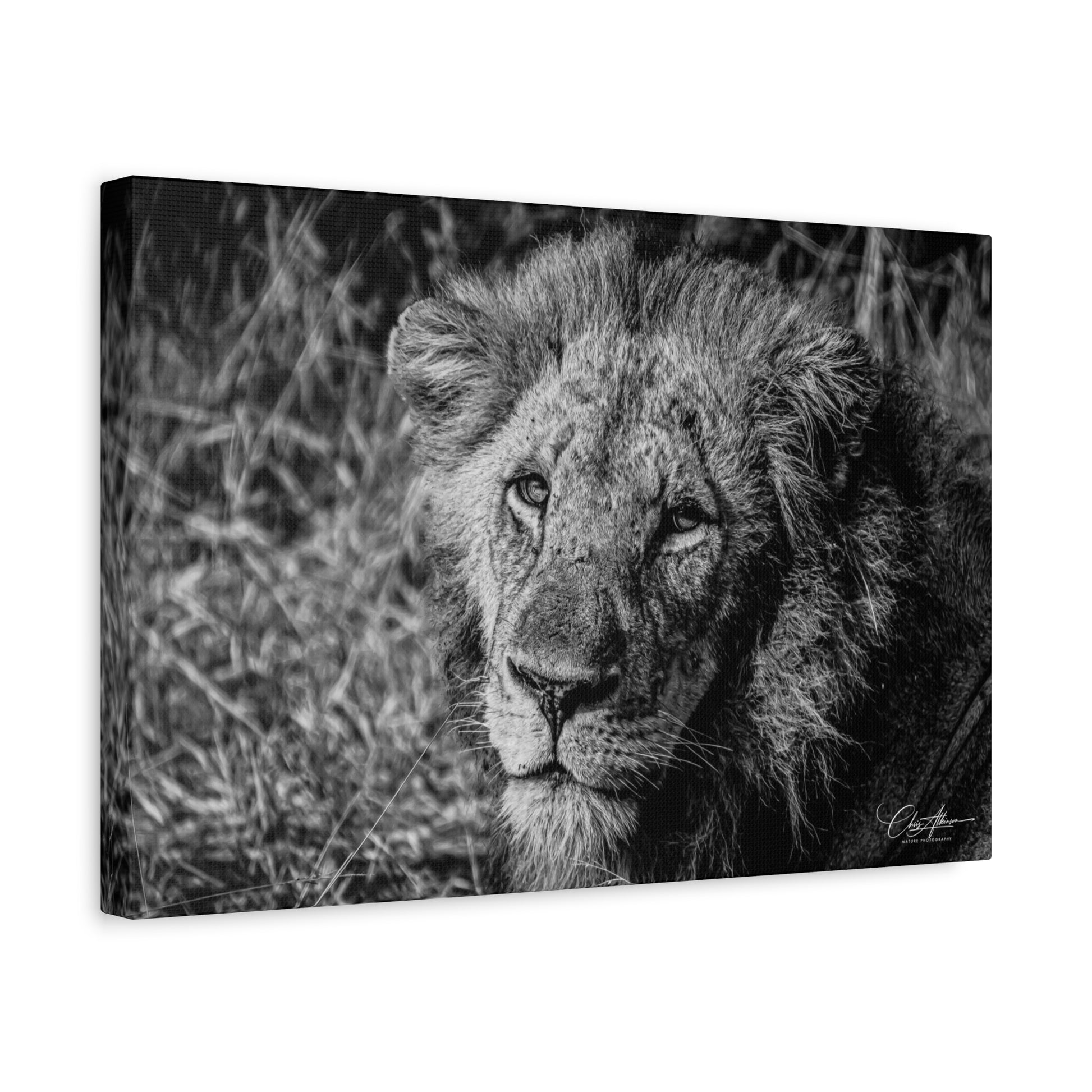 Old Lion Canvas Print B&W