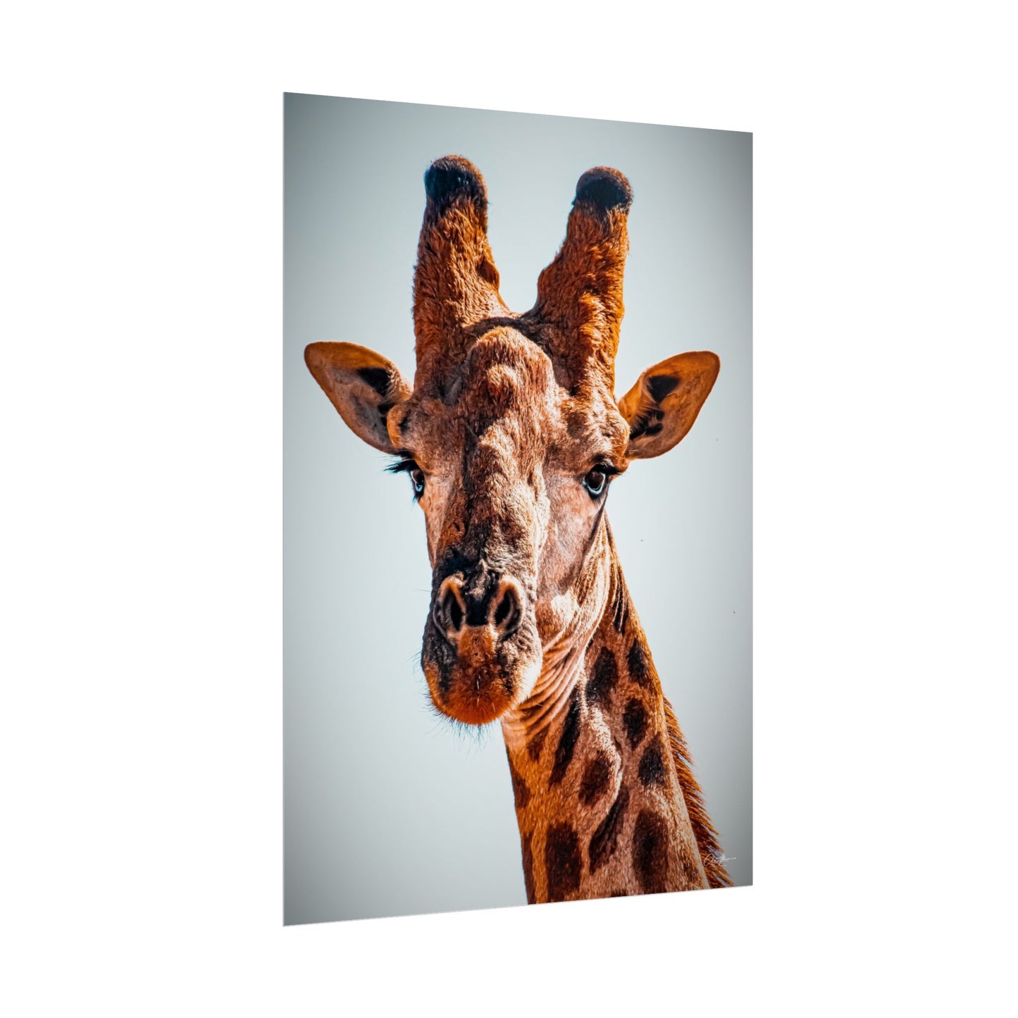 Portrait of Giraffe Poster