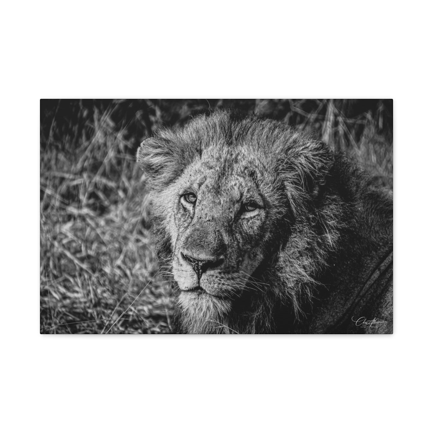 Old Lion Canvas Print B&W 24″ x 16″ (Horizontal) 1.25"