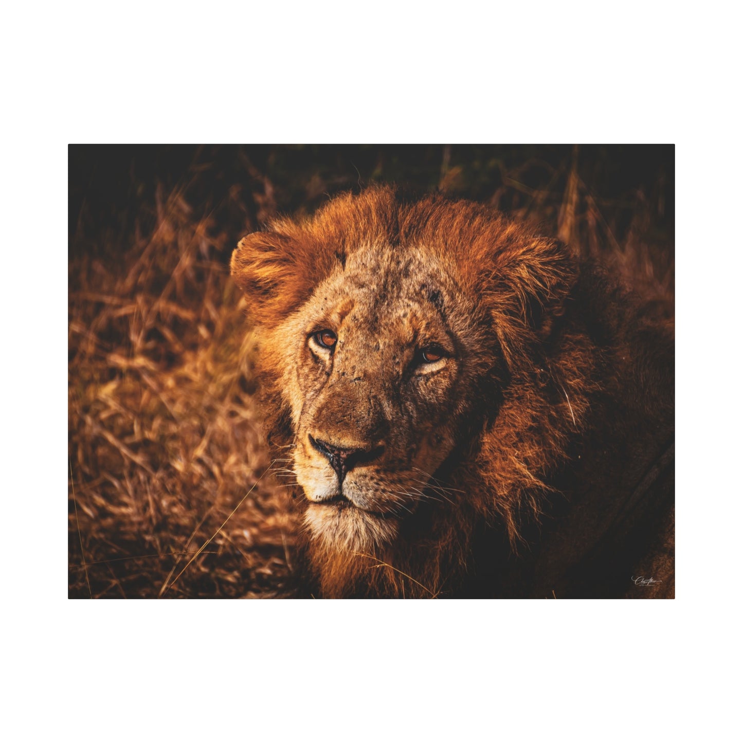 Old Lion Canvas Print 48" x 36" (Horizontal) 1.25"