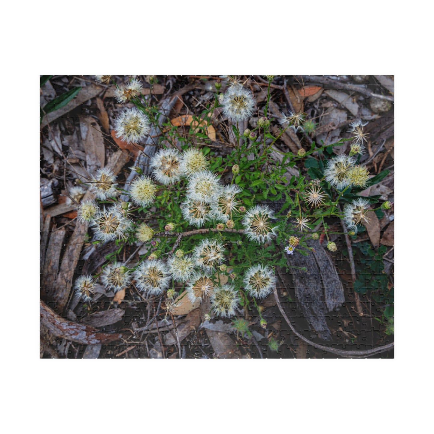 Australian Wildflower Jigsaw Puzzle