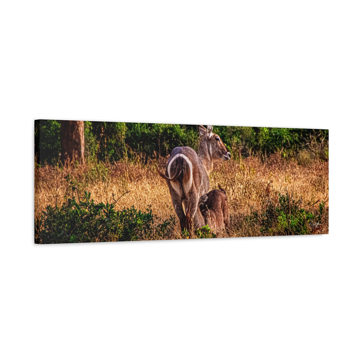 Waterbuck Nature Prints Matte Canvas