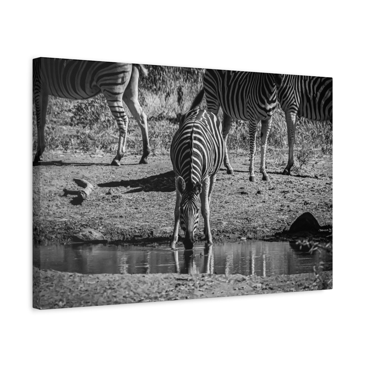 Zebra Nature Print Canvas Print B&W