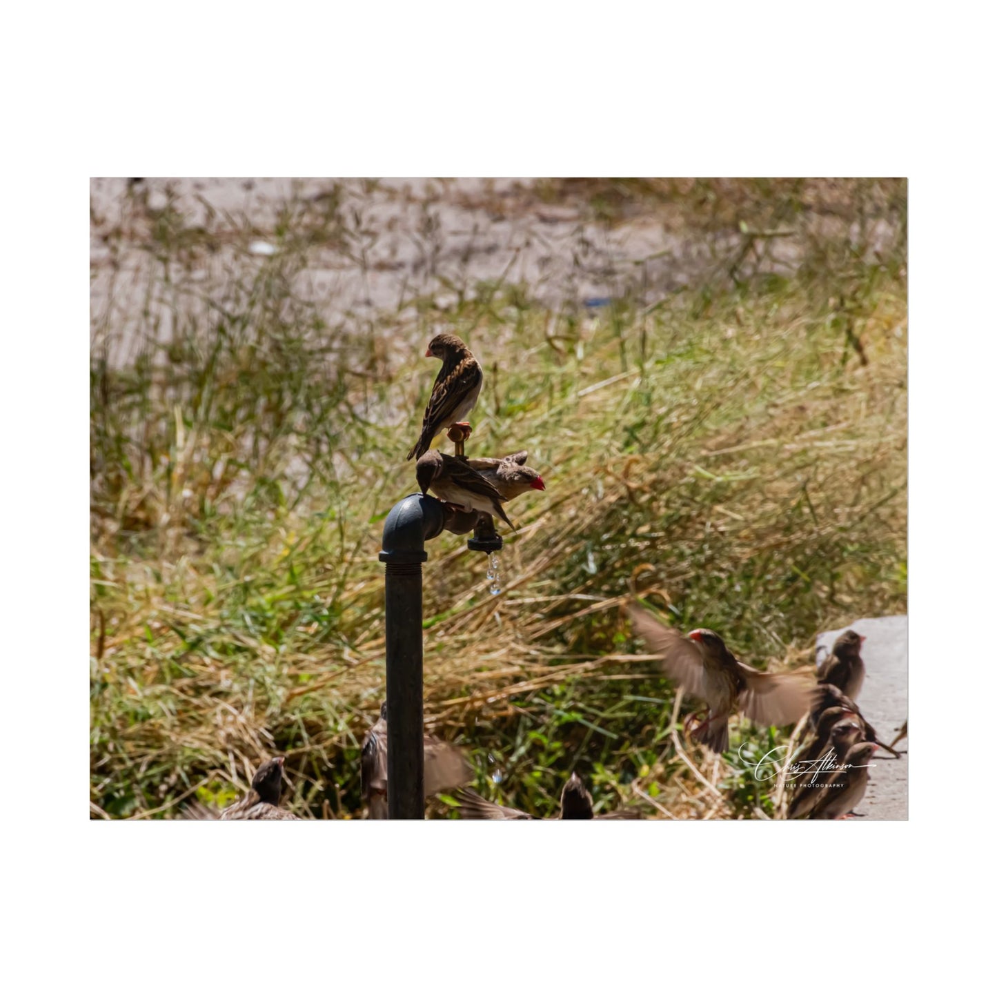 Rolled Posters - Birds and Dripping Tap