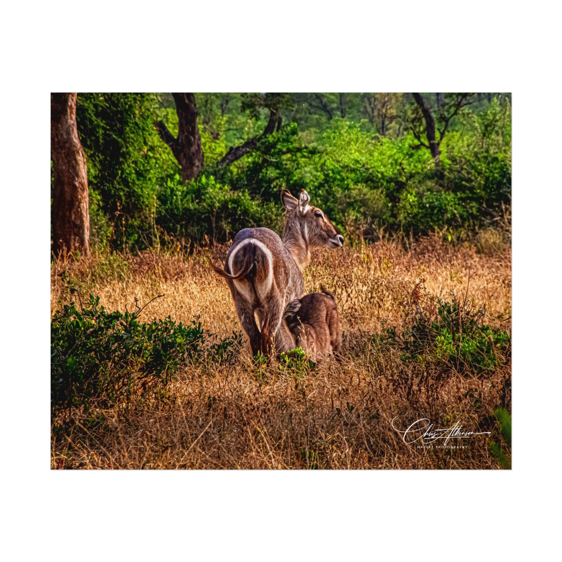 Rolled Posters - Waterbuck and Baby