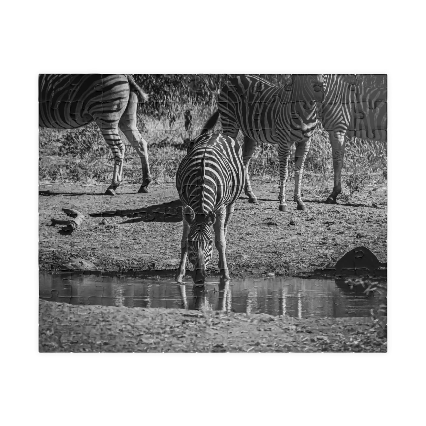 African Zebra Jigsaw Puzzle B&W 110 pcs (Horizontal)