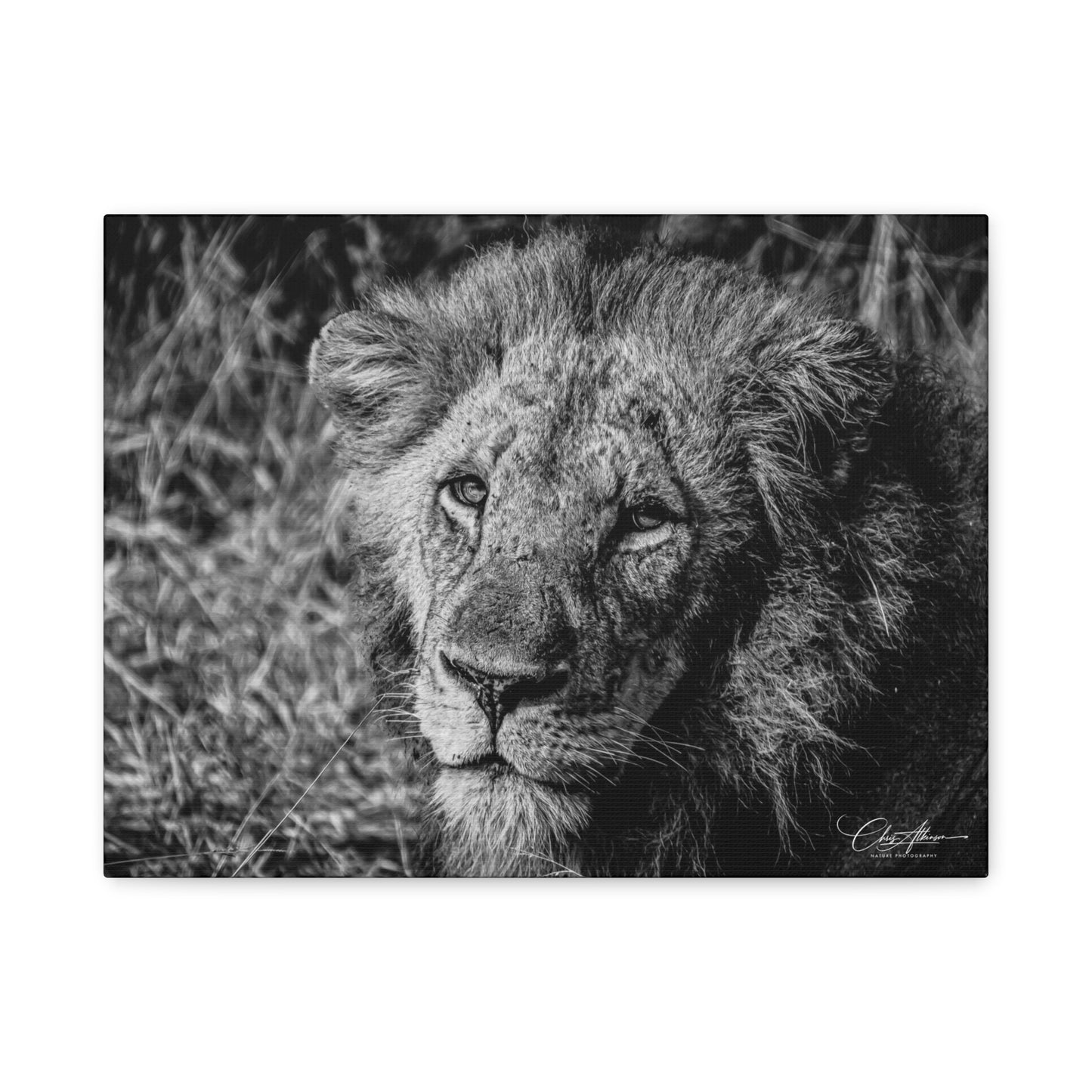 Old Lion Canvas Print B&W 16″ x 12″ (Horizontal) 1.25"