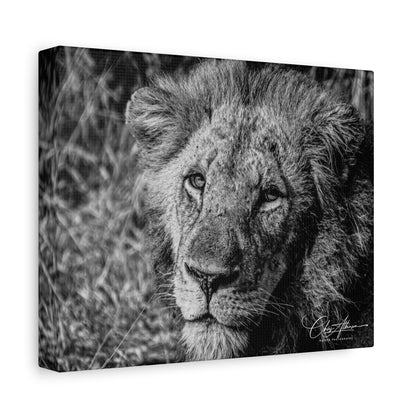 Old Lion Canvas Print B&W