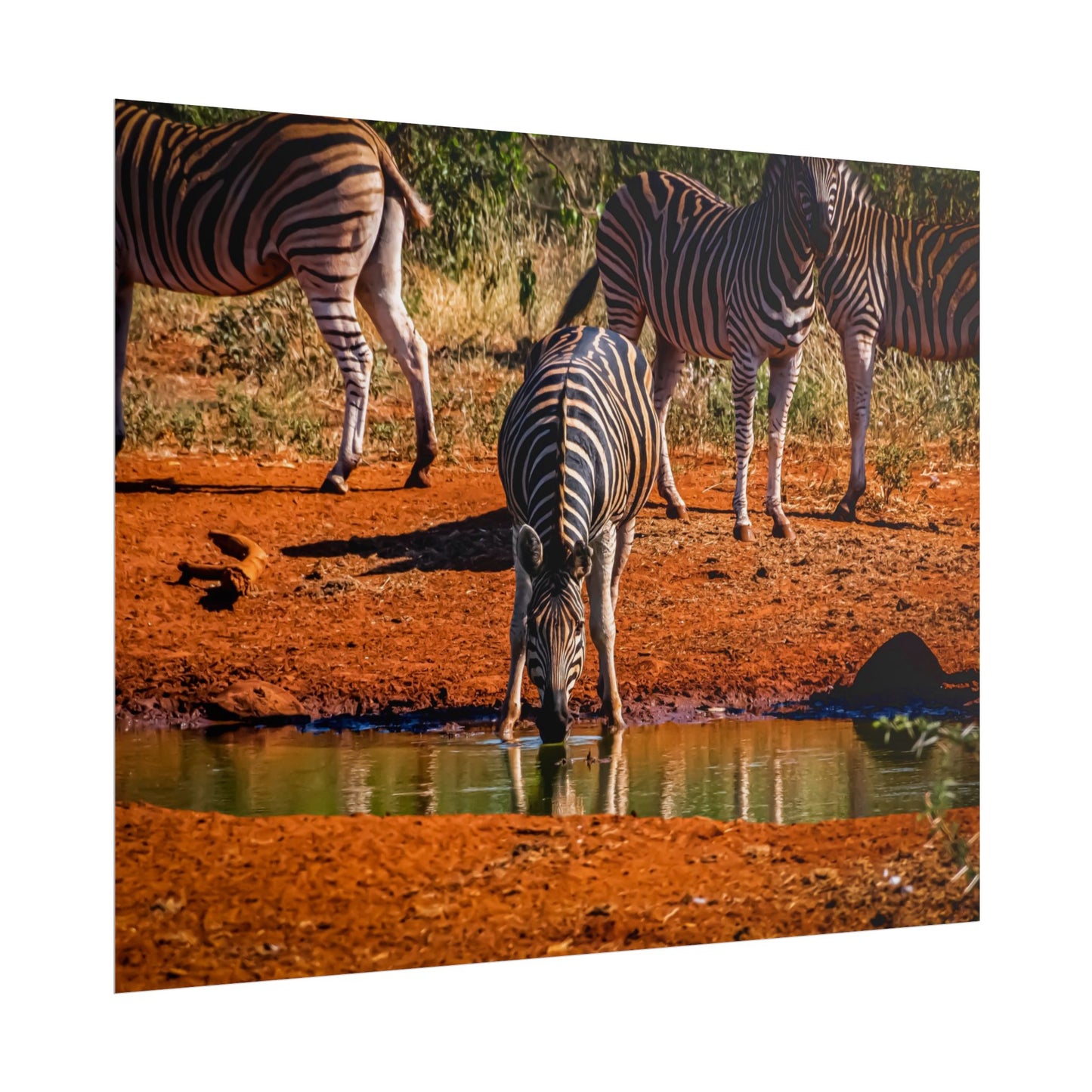 Rolled Posters - Zebra at Waterhole