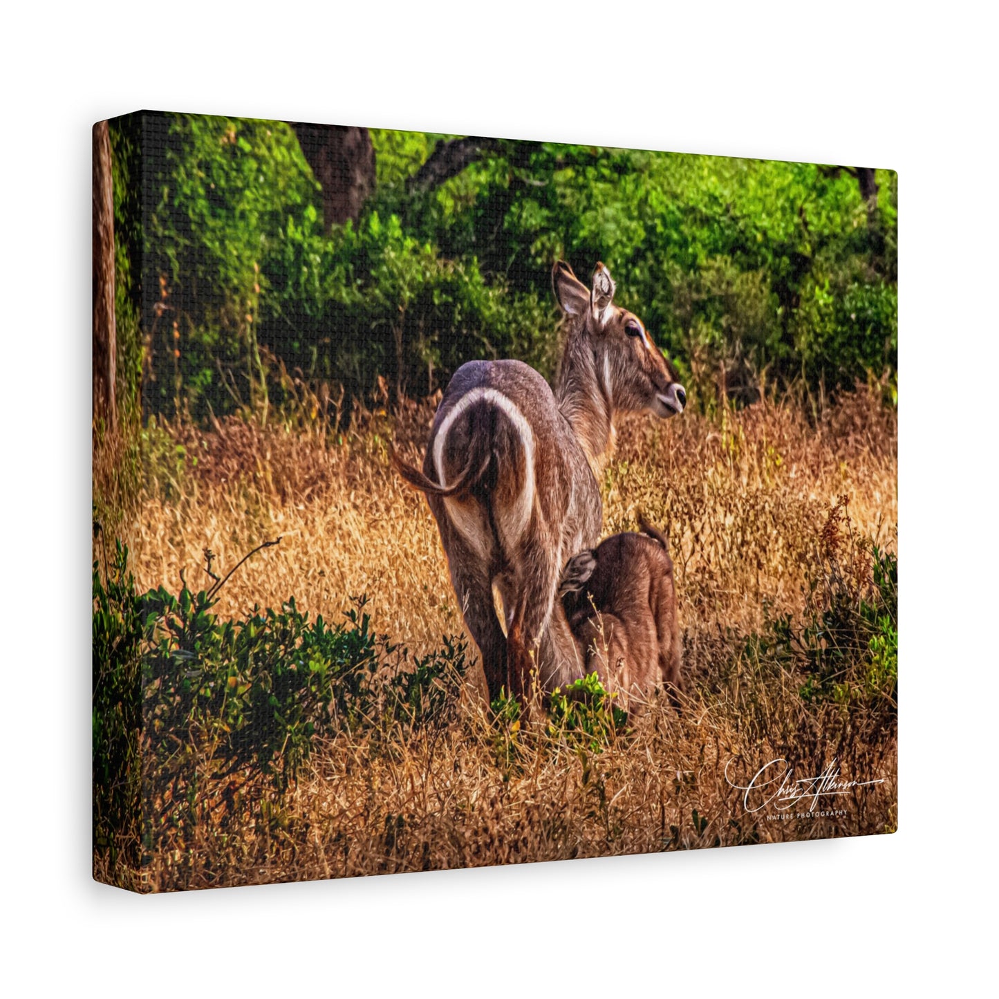 Waterbuck Nature Prints Matte Canvas