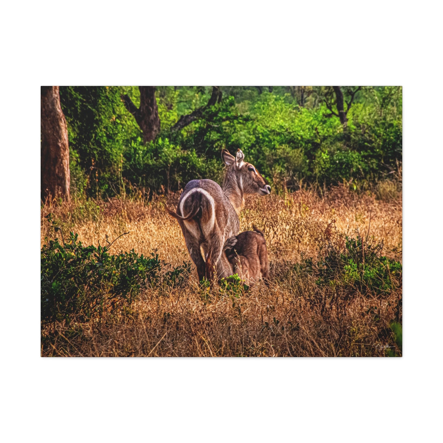 Waterbuck Nature Prints Matte Canvas 40" x 30" (Horizontal) 1.25"