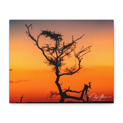 Matte Canvas, Stretched, 1.25" - Sunset over the Kalahari