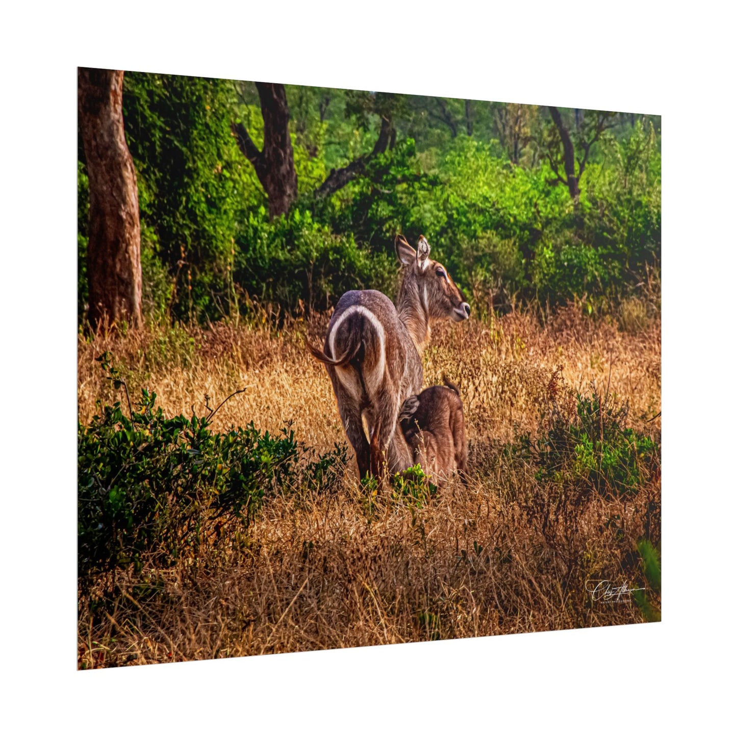 Rolled Posters - Waterbuck and Baby