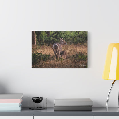 Matte Canvas, Stretched, 1.25" - Waterbuck and Baby