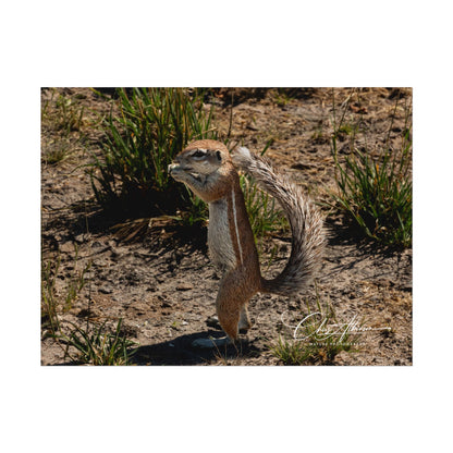 Rolled Posters - Ground Squirrel