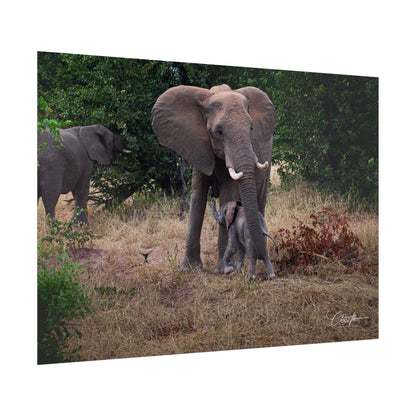 Rolled Posters - Elephant and Baby