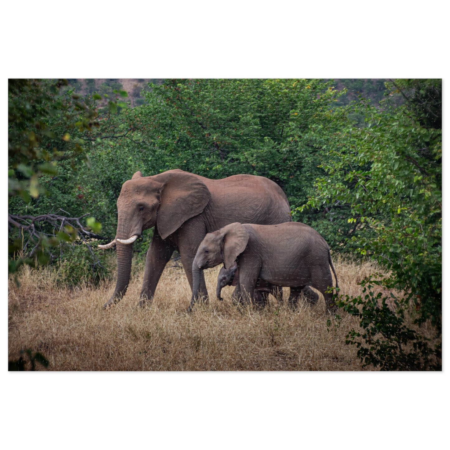 Jigsaw Puzzle (30, 110, 252, 500, 1000 Piece) - Elephant Family