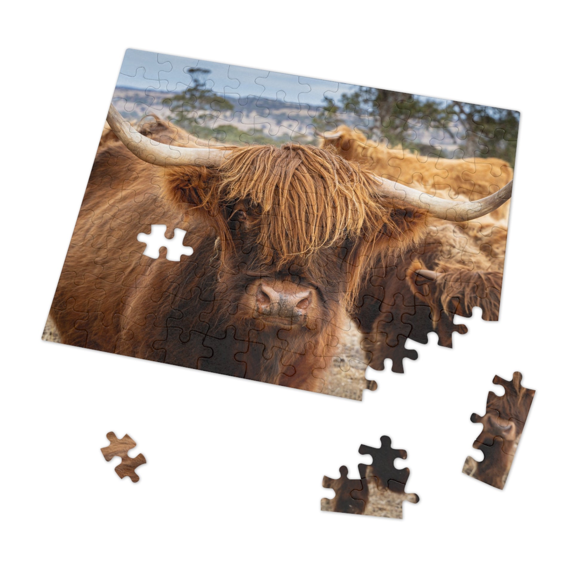 Scottish Highland Cattle Puzzle with Tin