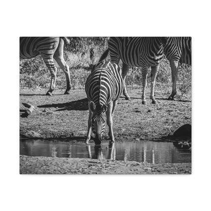 Zebra Nature Print Canvas Print B&W 20″ x 16″ (Horizontal) 1.25"