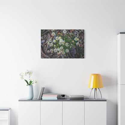 Matte Canvas, Stretched, 1.25" - Australian Wildflower Collection