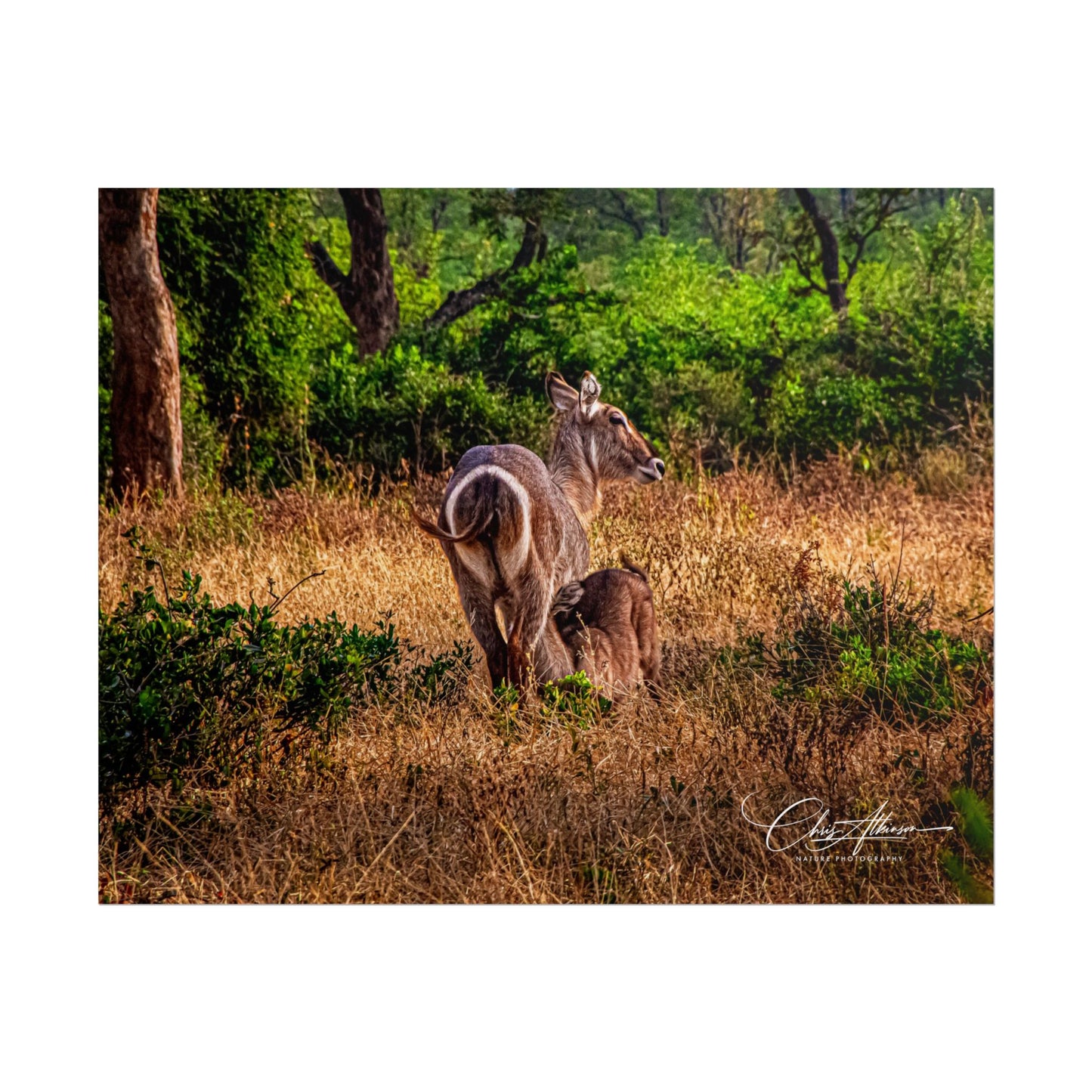 Rolled Posters - Waterbuck and Baby