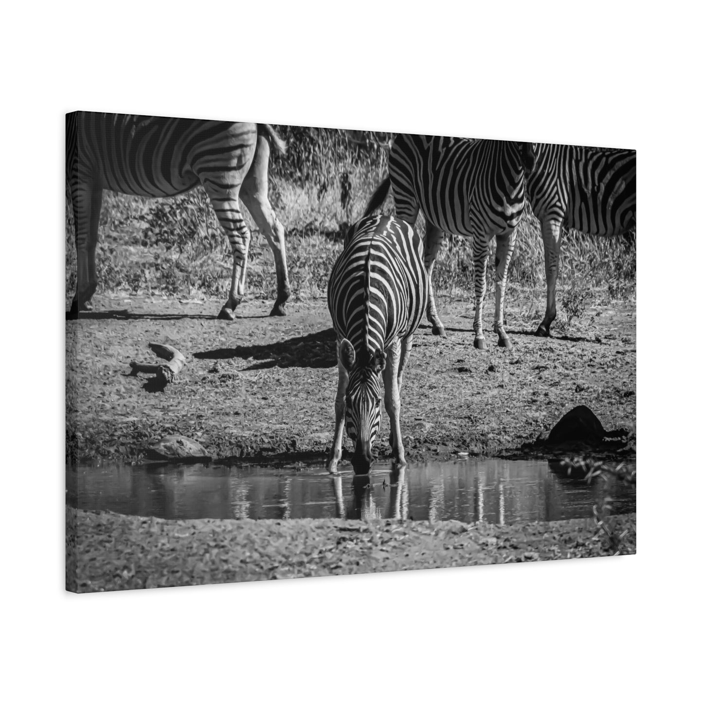 Zebra Nature Print Canvas Print B&W