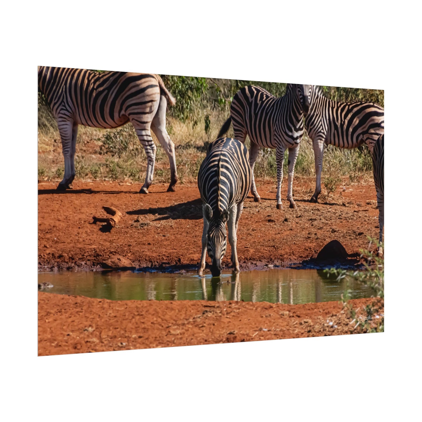 Rolled Posters - Zebra at Waterhole